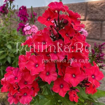 Флокс метельчатый Адреналин (Егорова В.)