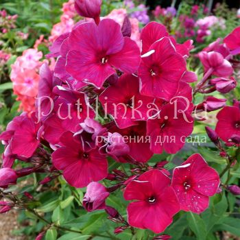 Флокс метельчатый Арабика (Егорова В.)