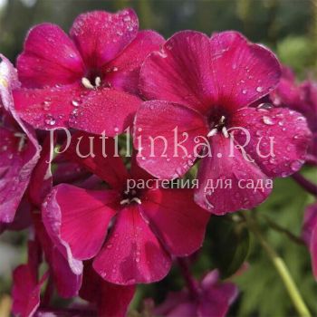 Флокс метельчатый Бургунди (Егорова В.)