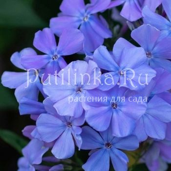 Флокс метельчатый Голубая Луна (Егорова В.)