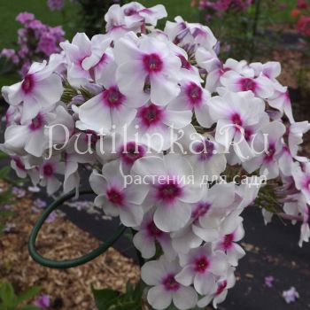 Флокс метельчатый Изюмчик (Егорова В.)