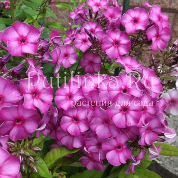 Флокс метельчатый Интрига (Егорова В.)