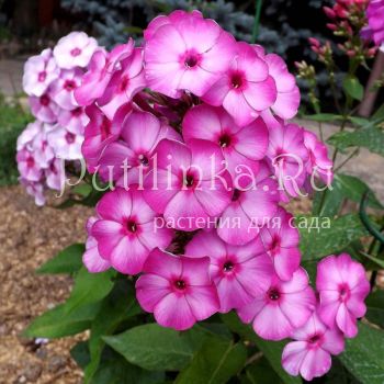 Флокс метельчатый Интрига (Егорова В.)