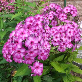 Флокс метельчатый Интрига (Егорова В.)