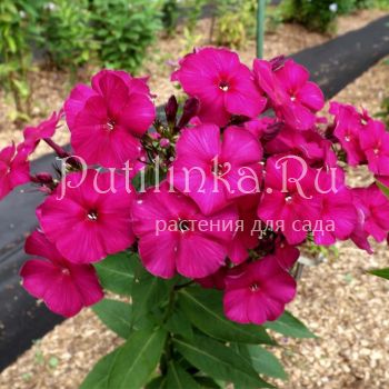 Флокс метельчатый Маже Нуар (Егорова В.)