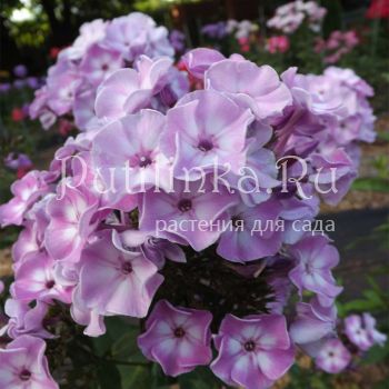 Флокс метельчатый Турбуленс (Егорова В)