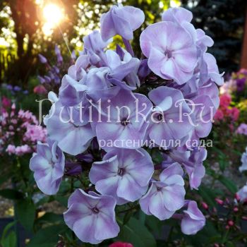 Флокс метельчатый Турбуленс (Егорова В)