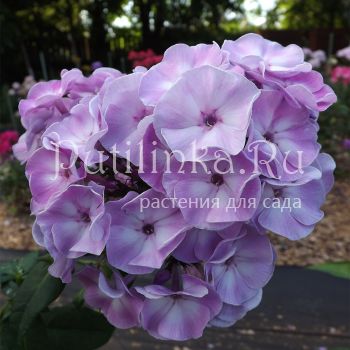 Флокс метельчатый Турбуленс (Егорова В)