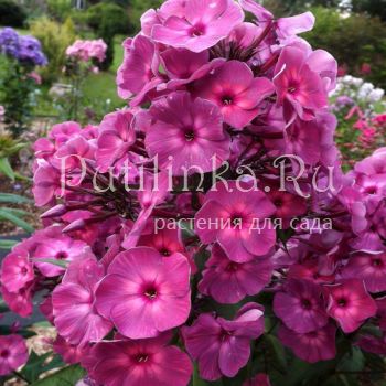 Флокс метельчатый Сердце Пармы (Егорова В.)