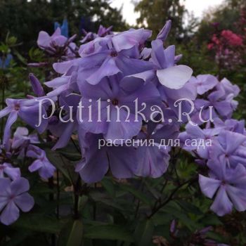 Флокс метельчатый Прохлада (Егорова В.)