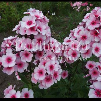 Флокс метельчатый Румяный Малыш (Егорова В.)