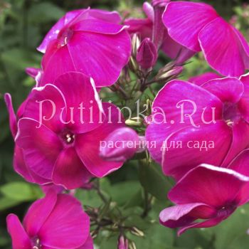 Флокс метельчатый Николай Вавилов ( Репрев Ю.А.)