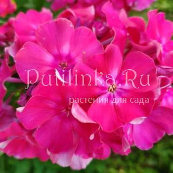 Флокс метельчатый Wurtenbergia (V.Pfitzer)