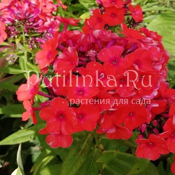 Флокс метельчатый Prince of Orange (A.Schollhammer)