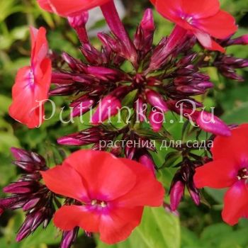 Флокс метельчатый Prince of Orange (A.Schollhammer)