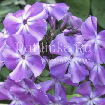 Флокс метельчатый Александр (Колоколенковы)