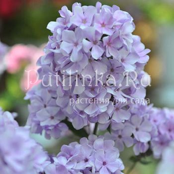 Флокс метельчатый Неглинка ( Константинова Е.А.)