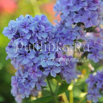 Флокс метельчатый Ордынка (Константинова Е.А.)