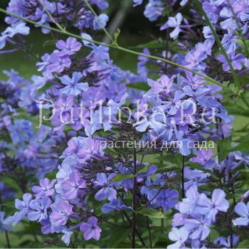 Флокс метельчатый Blue Evening (P.Oudolf)