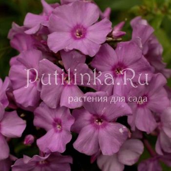 Флокс метельчатый Премьера (Кругловы)