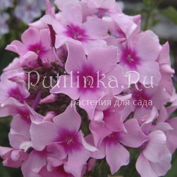 Флокс метельчатый Розовая сказка (Шаронова М.Ф.)