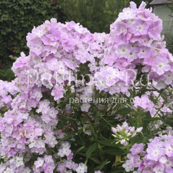 Флокс метельчатый Cool Water (J. Verschoor)