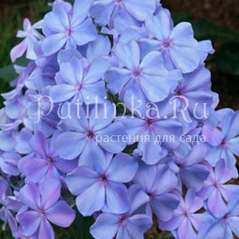 Флокс метельчатый Незабудка (Константинова Е.А.)