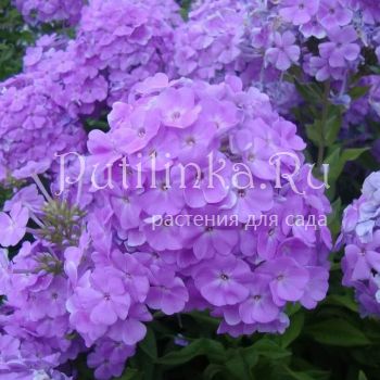Флокс метельчатый David's Lavender (K.Litton)