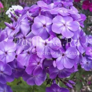 Флокс метельчатый Памяти Ритули (Казаков Б.Г.)