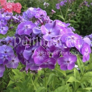 Флокс метельчатый Памяти Ритули (Казаков Б.Г.)