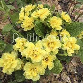 Примула Belarina Day-Glo Yellow