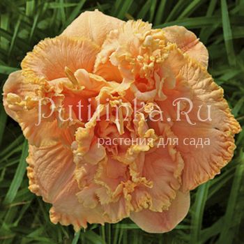 Лилейник Tavares Double Ruffle