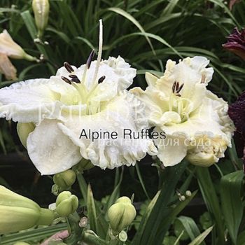 Лилейник Alpine Ruffles