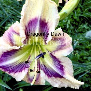 Лилейник Dragonfly Dawn