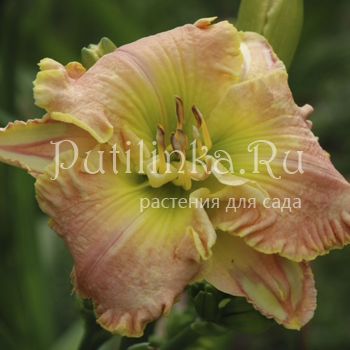 Лилейник Patsy Cline