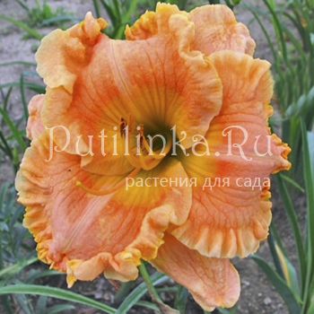 Лилейник Patsy Cline