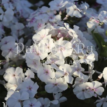 Флокс метельчатый Augustschneekuppel (K.Foerster)