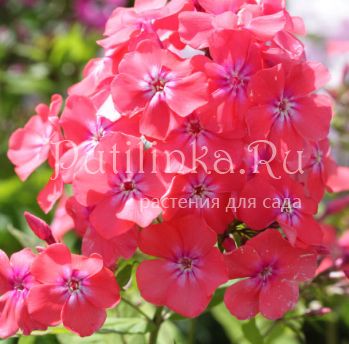 Флокс метельчатый Фрези Грант