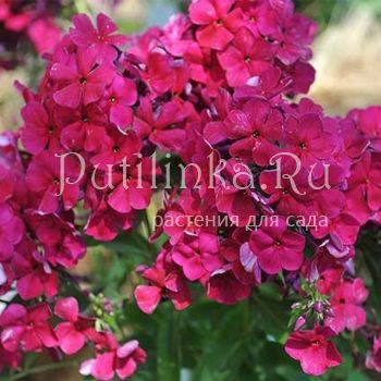 Флокс метельчатый Таганка (Константинова Е.А.)