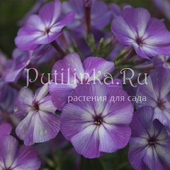 Флокс метельчатый ККД (Долженко А.)