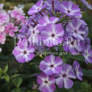 Флокс метельчатый ККД (Долженко А.)