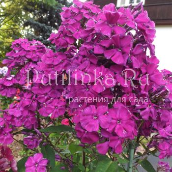 Флокс метельчатый Искандер (Егорова В)