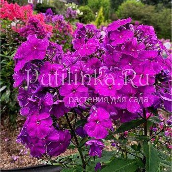 Флокс метельчатый Искандер (Егорова В)