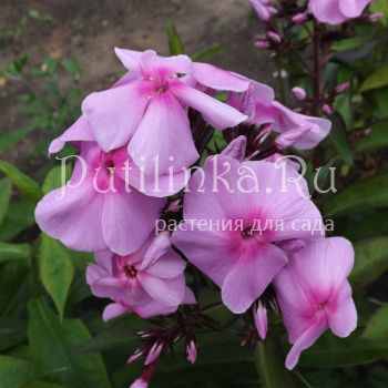 Флокс метельчатый Млада (Егорова В)*