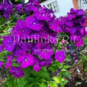 Флокс метельчатый Ночь (Егорова В.)