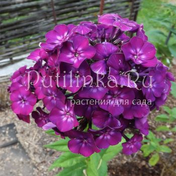 Флокс метельчатый Ночь (Егорова В.)