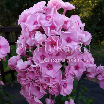 Флокс метельчатый Розочка (Егорова В.)