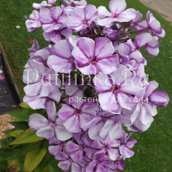Флокс метельчатый Фиолетовые Тени (Егорова В)