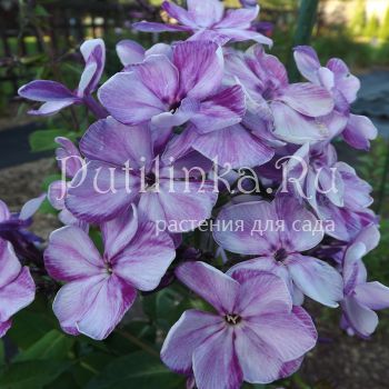 Флокс метельчатый Фиолетовые Тени (Егорова В)