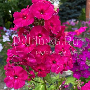 Флокс метельчатый Шаганэ (Егорова В.)